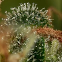 Tatanka Pure CBD semi cannabis Royal Queen Seeds