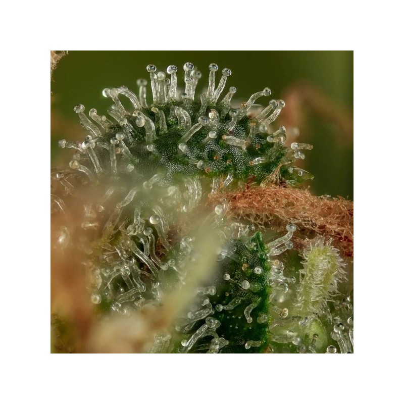 Tatanka Pure CBD semi cannabis Royal Queen Seeds