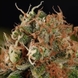 Tatanka Pure CBD semi cannabis Royal Queen Seeds