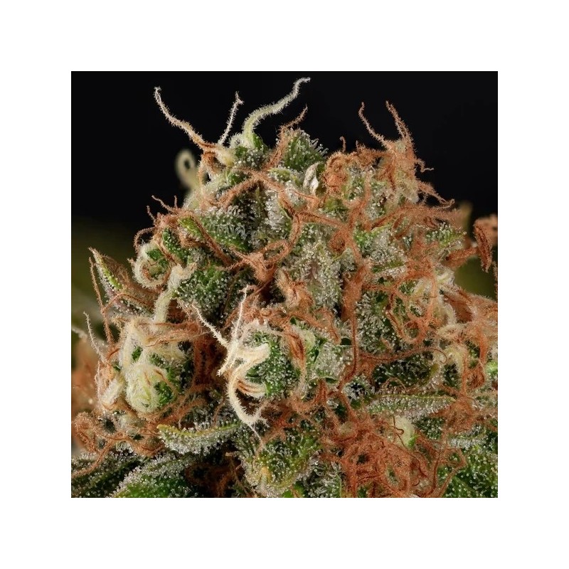 Tatanka Pure CBD semi cannabis Royal Queen Seeds