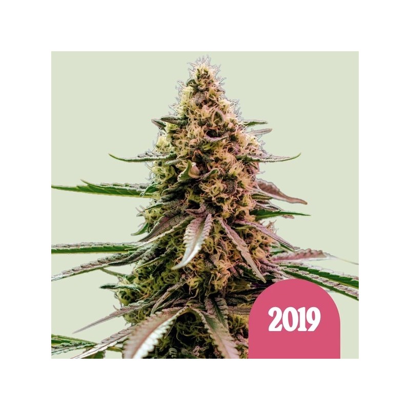 The 2019 semi cannabis Royal Queen Seeds