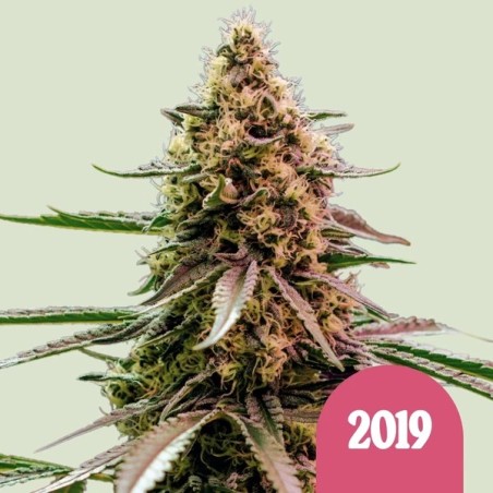 The 2019 semi cannabis Royal Queen Seeds