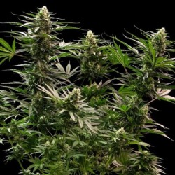 The 2019 semi cannabis Royal Queen Seeds