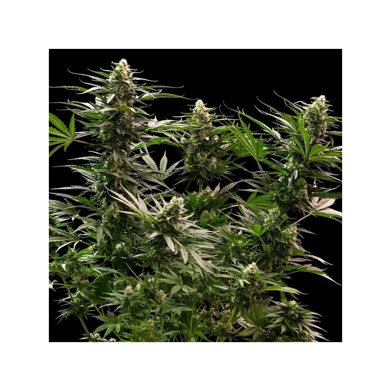 The 2019 semi cannabis Royal Queen Seeds