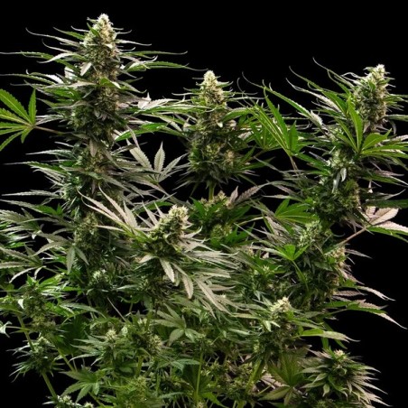 The 2019 semi cannabis Royal Queen Seeds
