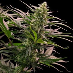 The 2019 semi cannabis Royal Queen Seeds