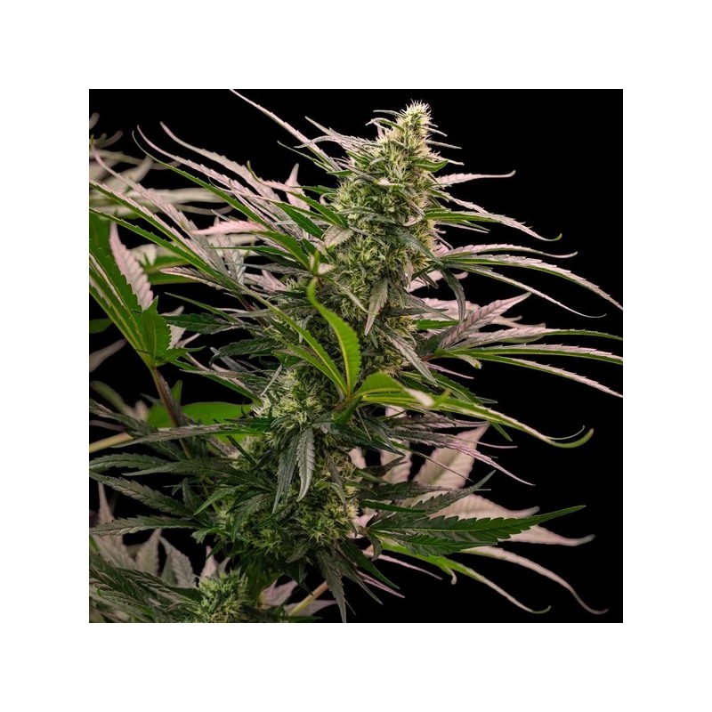 The 2019 semi cannabis Royal Queen Seeds
