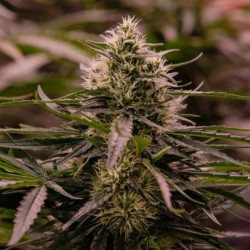 The 2019 semi cannabis Royal Queen Seeds