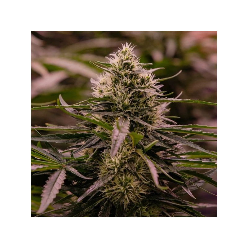 The 2019 semi cannabis Royal Queen Seeds
