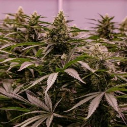 The 2019 semi cannabis Royal Queen Seeds