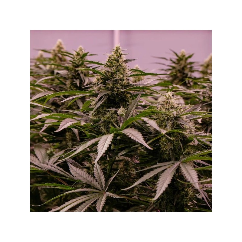 The 2019 semi cannabis Royal Queen Seeds