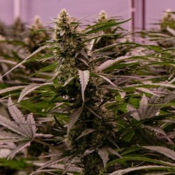 The 2019 semi cannabis Royal Queen Seeds