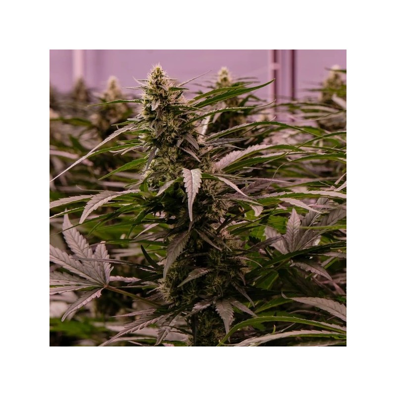 The 2019 semi cannabis Royal Queen Seeds