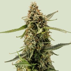 Titan F1 Auto semi cannabis Royal Queen Seeds