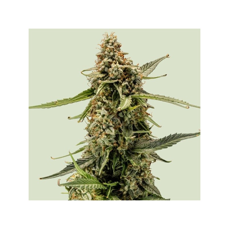 Titan F1 Auto semi cannabis Royal Queen Seeds