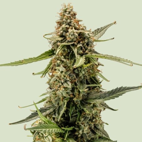 Titan F1 Auto semi cannabis Royal Queen Seeds