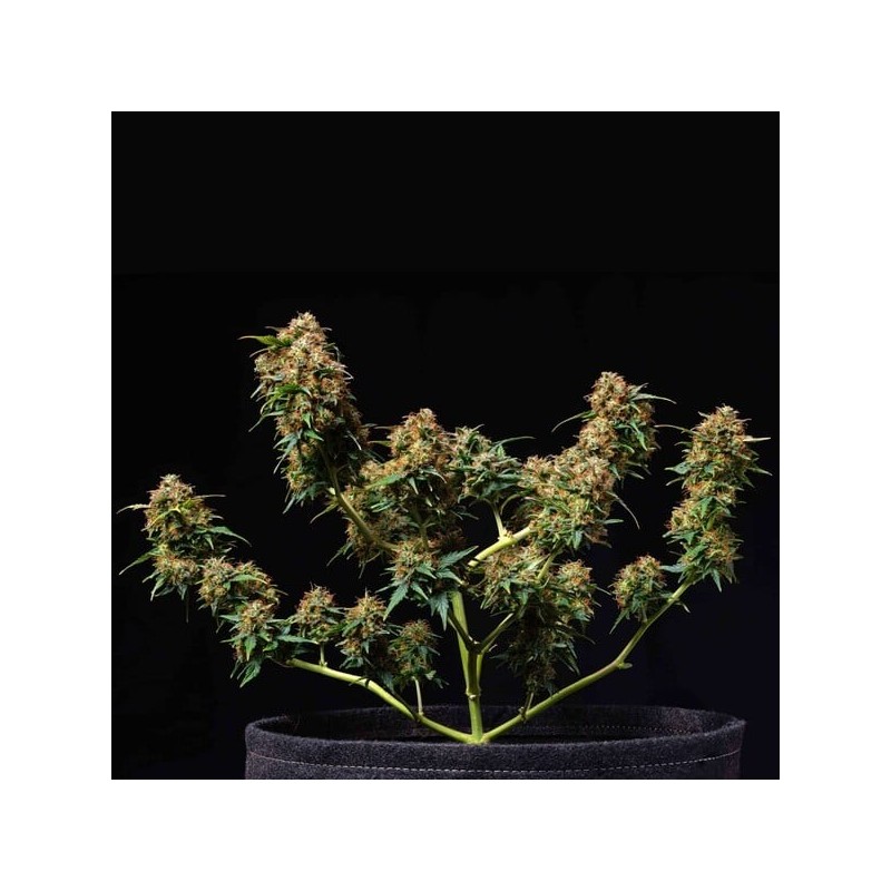 Titan F1 Auto semi cannabis Royal Queen Seeds