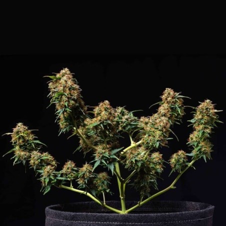 Titan F1 Auto semi cannabis Royal Queen Seeds
