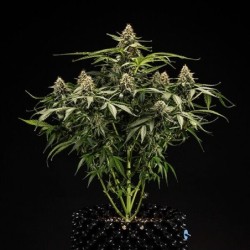 Titan F1 Auto semi cannabis Royal Queen Seeds