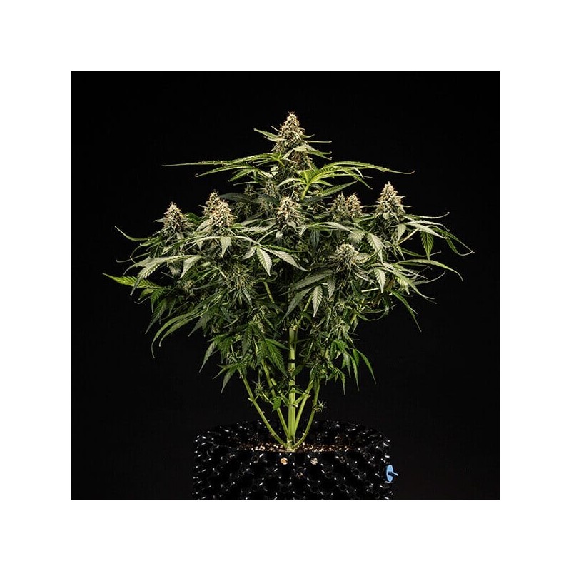 Titan F1 Auto semi cannabis Royal Queen Seeds
