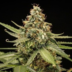 Titan F1 Auto semi cannabis Royal Queen Seeds