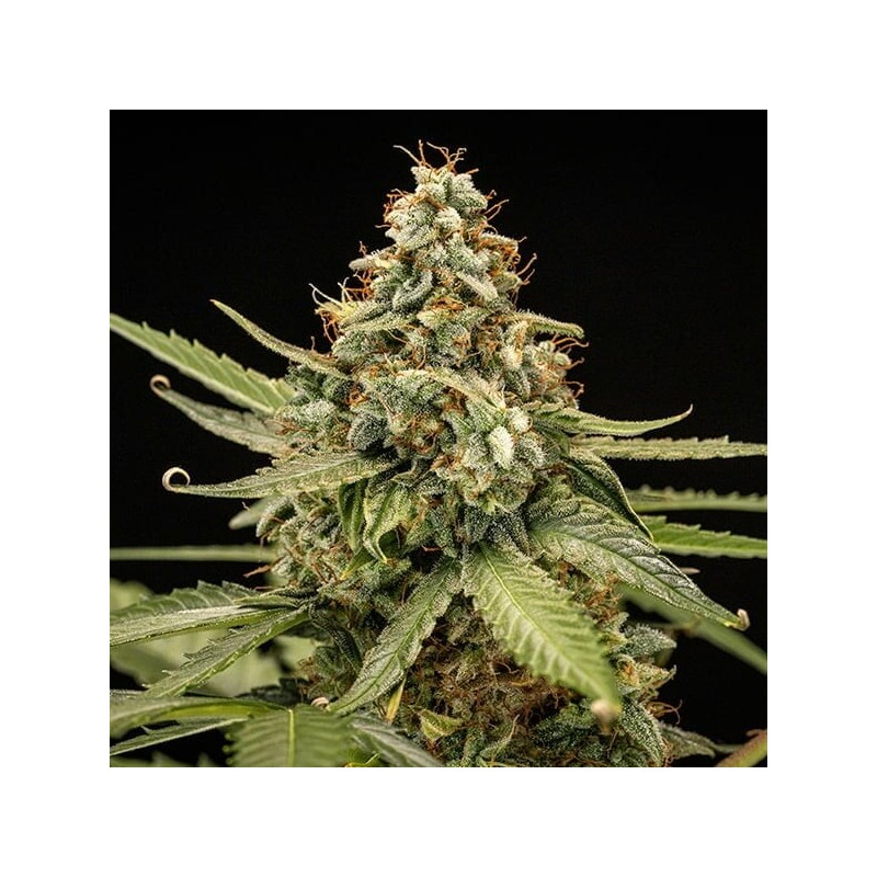 Titan F1 Auto semi cannabis Royal Queen Seeds