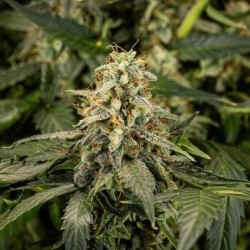 Titan F1 Auto semi cannabis Royal Queen Seeds