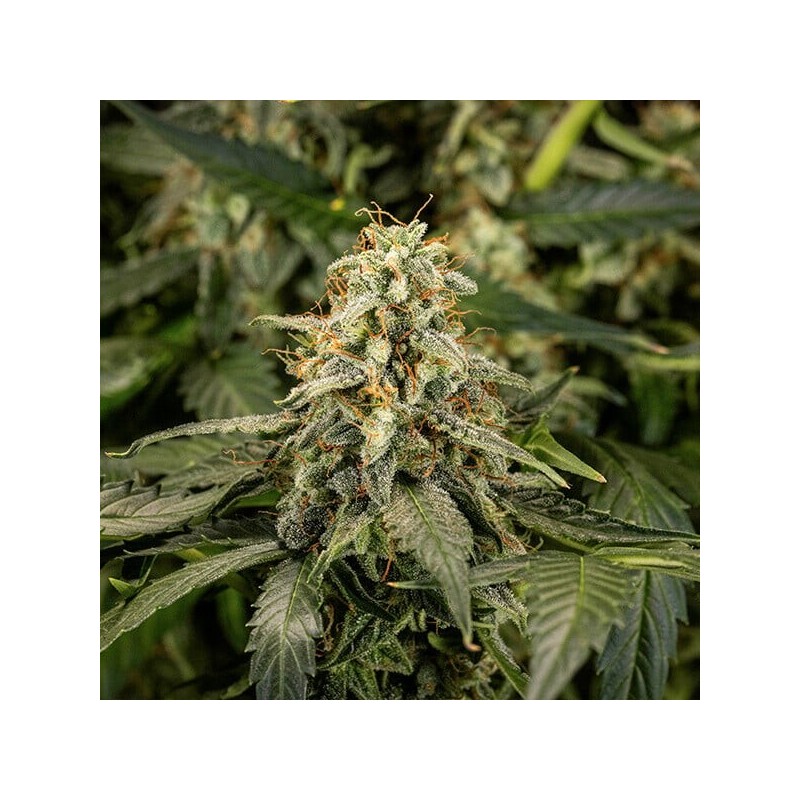 Titan F1 Auto semi cannabis Royal Queen Seeds