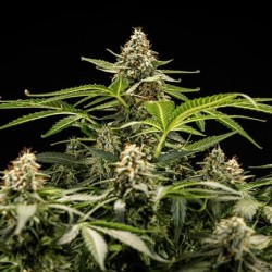 Titan F1 Auto semi cannabis Royal Queen Seeds