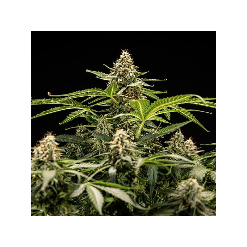 Titan F1 Auto semi cannabis Royal Queen Seeds