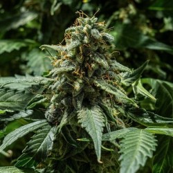 Titan F1 Auto semi cannabis Royal Queen Seeds