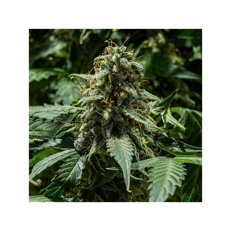 Titan F1 Auto semi cannabis Royal Queen Seeds