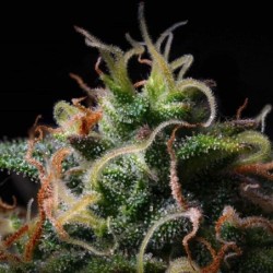 Titan F1 Auto semi cannabis Royal Queen Seeds