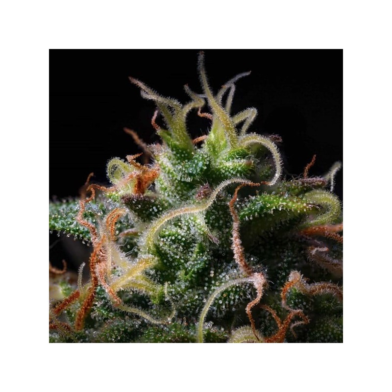 Titan F1 Auto semi cannabis Royal Queen Seeds