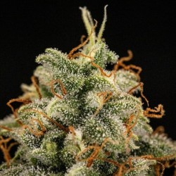 Titan F1 Auto semi cannabis Royal Queen Seeds