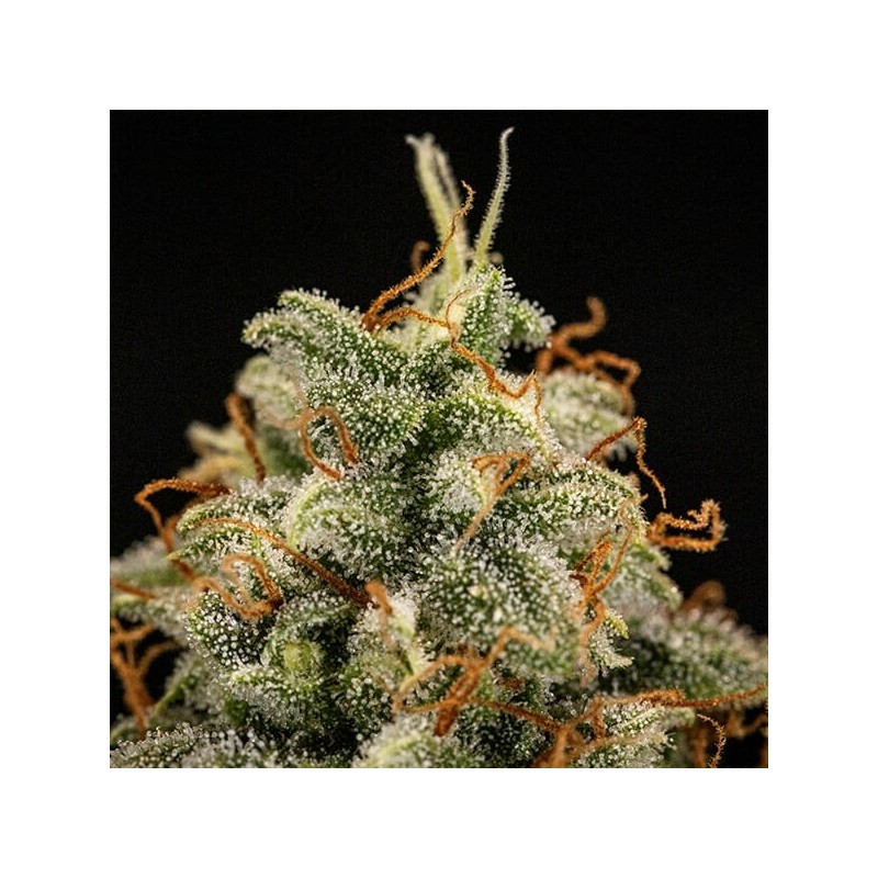 Titan F1 Auto semi cannabis Royal Queen Seeds