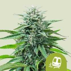 Trainwreck Auto semi cannabis Royal Queen Seeds