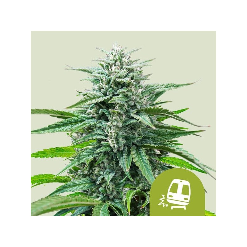 Trainwreck Auto semi cannabis Royal Queen Seeds