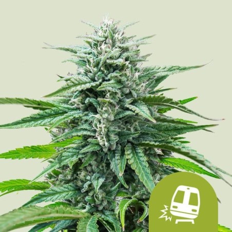 Trainwreck Auto semi cannabis Royal Queen Seeds