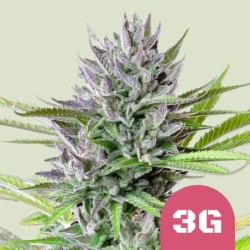 Triple G semi cannabis Royal Queen Seeds