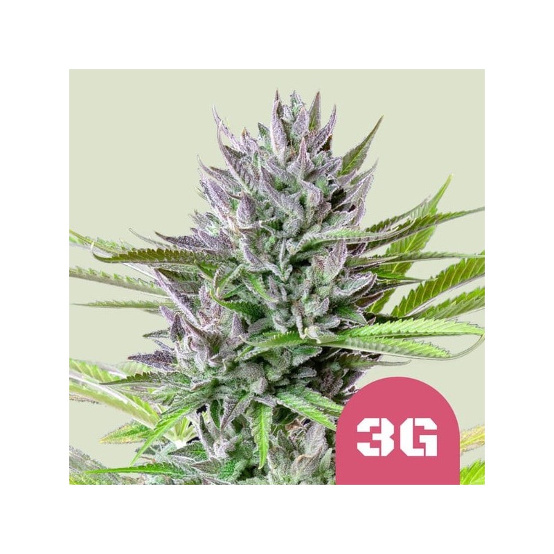 Triple G semi cannabis Royal Queen Seeds