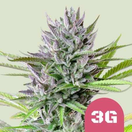 Triple G semi cannabis Royal Queen Seeds