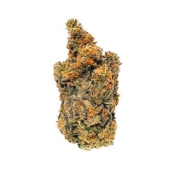 Triple G semi cannabis Royal Queen Seeds