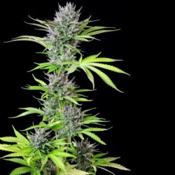 Triple G semi cannabis Royal Queen Seeds