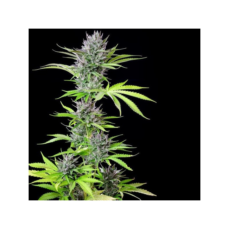 Triple G semi cannabis Royal Queen Seeds