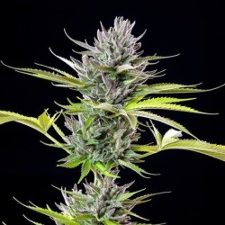 Triple G semi cannabis Royal Queen Seeds