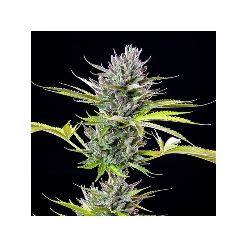 Triple G semi cannabis Royal Queen Seeds