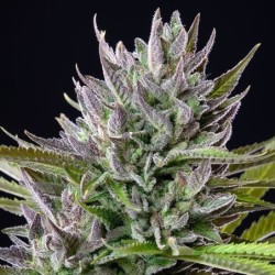 Triple G semi cannabis Royal Queen Seeds