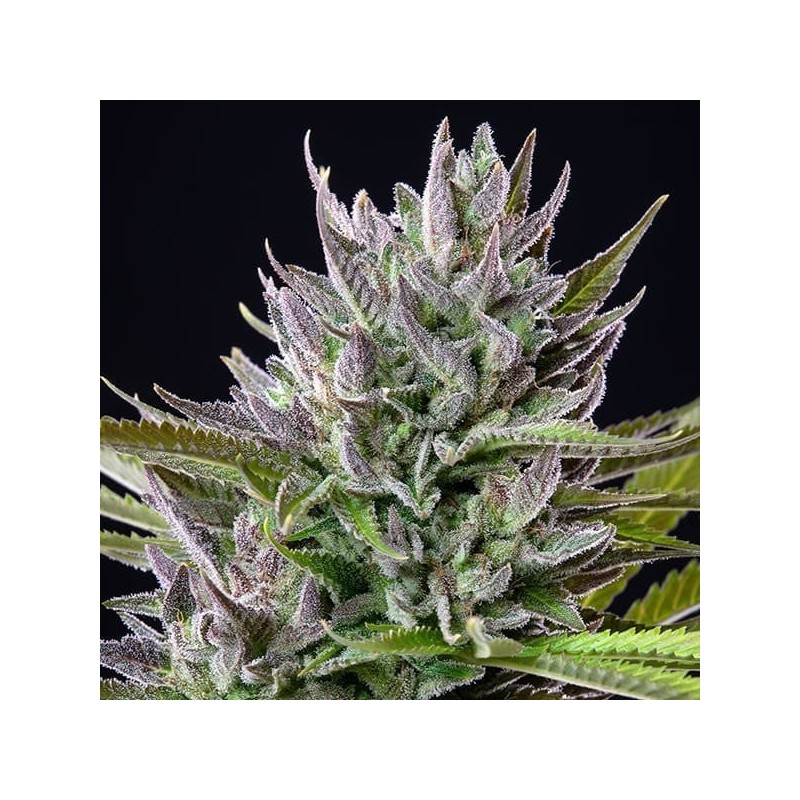 Triple G semi cannabis Royal Queen Seeds