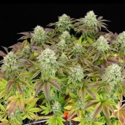 Triple G semi cannabis Royal Queen Seeds